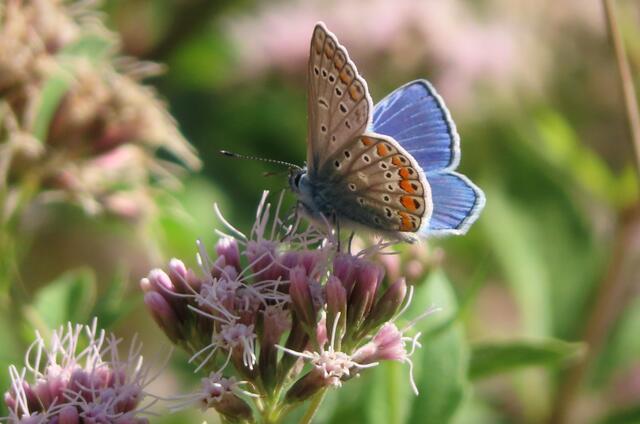 -- | Foto: Foto: Hildegard Grygierek