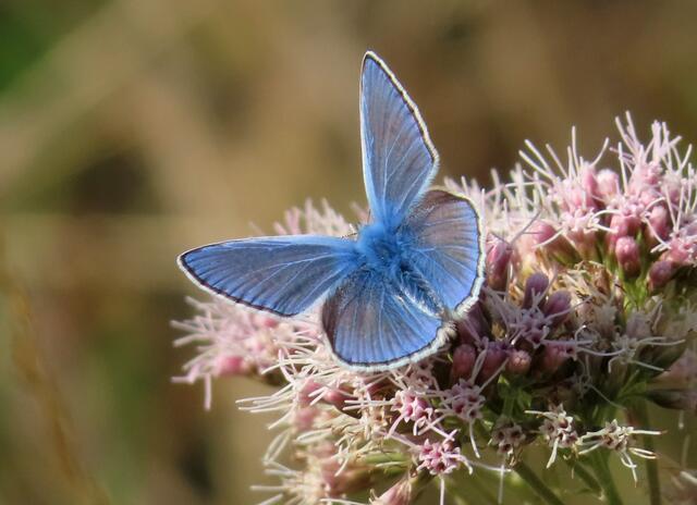 -- | Foto: Foto: Hildegard Grygierek