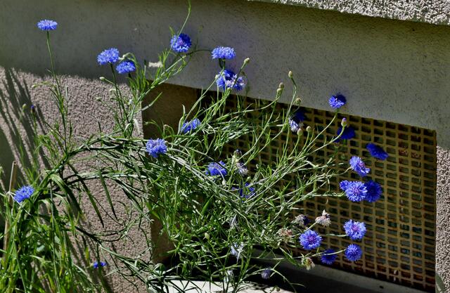 Kornblumen | Foto: DR