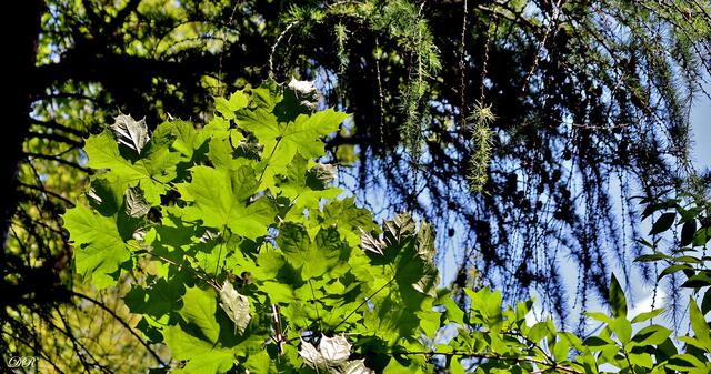 Blätter im Sonnenlicht | Foto: DR