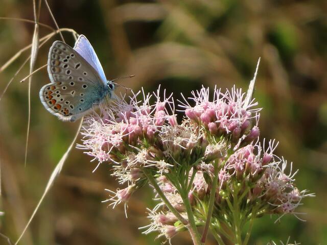 -- | Foto: Foto: Hildegard Grygierek