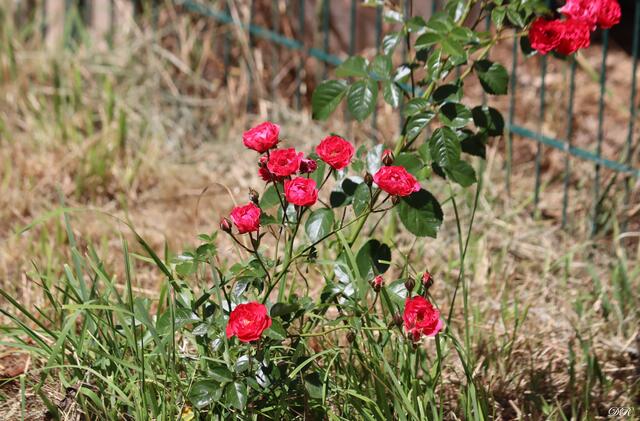 Rosen | Foto: DR