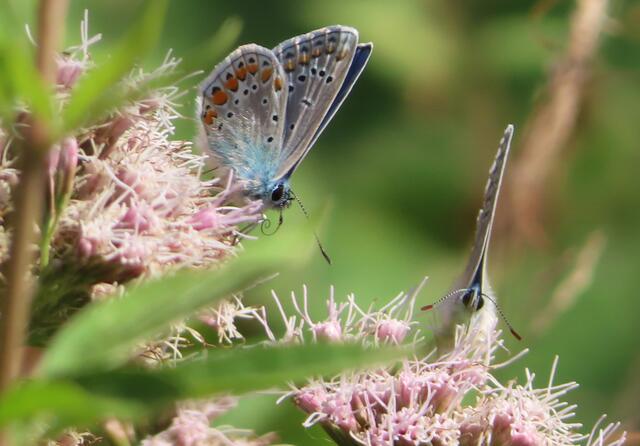 -- | Foto: Foto: Hildegard Grygierek