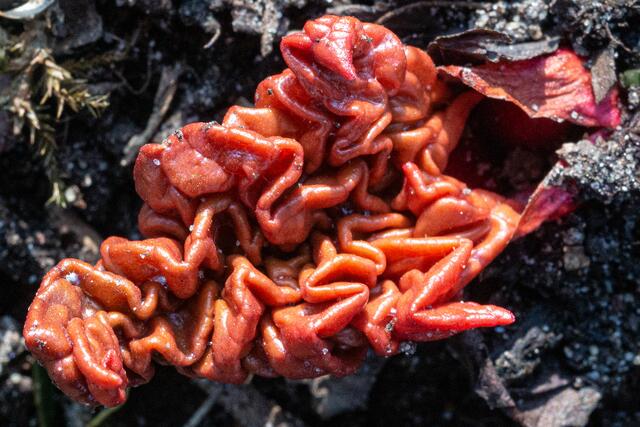 Rhabarberkuchen | Foto: Ulrich Weber
