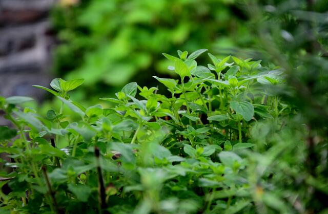 Oregano im Kräuterhochbeet. | Foto: Foto: Nelia G.