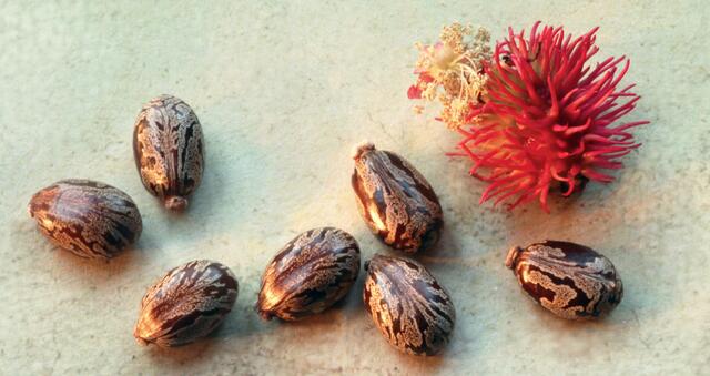Reife Samen, auch 'Castorbohnen' genannt, enthalten das hochgiftige Ricin, das als eine der giftigsten Eiweißsubstanzen gilt, die in der Natur vorkommen
