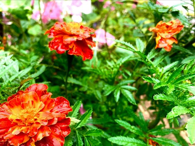 WIE heißt diese Pflanze?? | Foto: Klaus Willbauer