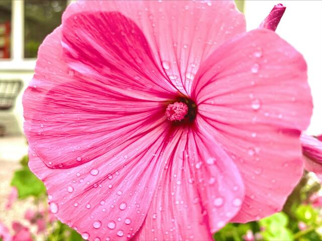Hier hatte ich sie schonmal abgelichtet gehabt.

https://www.myheimat.de/neustadt-an-der-aisch/imagepost/eine-schoene-bluete-am-anfang-vom-herbst_i4776 | Foto: Klaus Willbauer