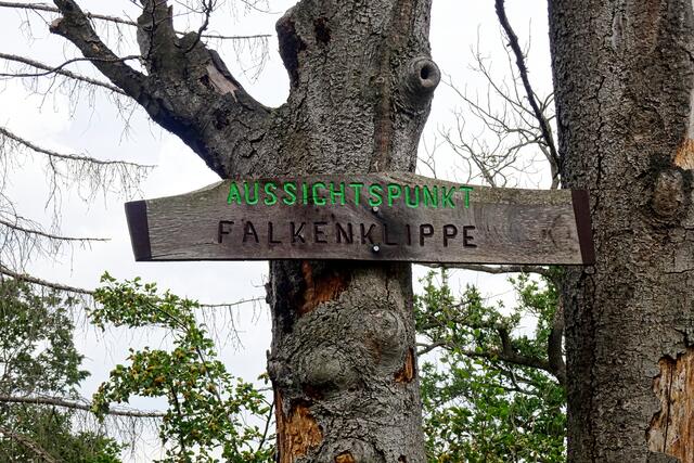 Aussichtpunkt Falkenklippe, es dürfte eine Frage der Zeit sein, wenn die bereits abgestorbenen Bäume mitsamt der Tafel ins Bodetal herunterstürzen  | Foto: Gerd Horenburg