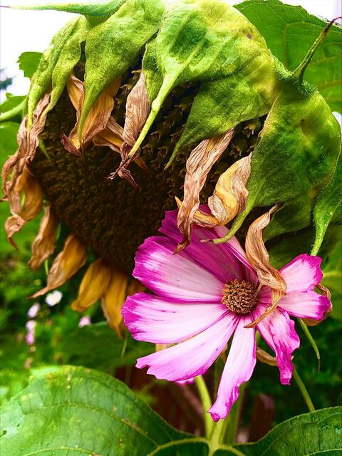 Sonnen wohle her Schattenblumen ;-) der Kamerad sieht nicht mehr so frisch aus.............,... | Foto: Klaus Willbauer