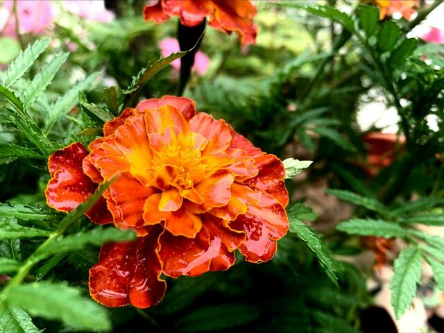 und ein Bild der Unbekannten Blume... | Foto: Klaus Willbauer