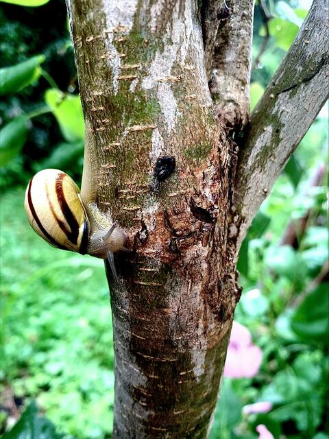 Schneke | Foto: Klaus Willbauer