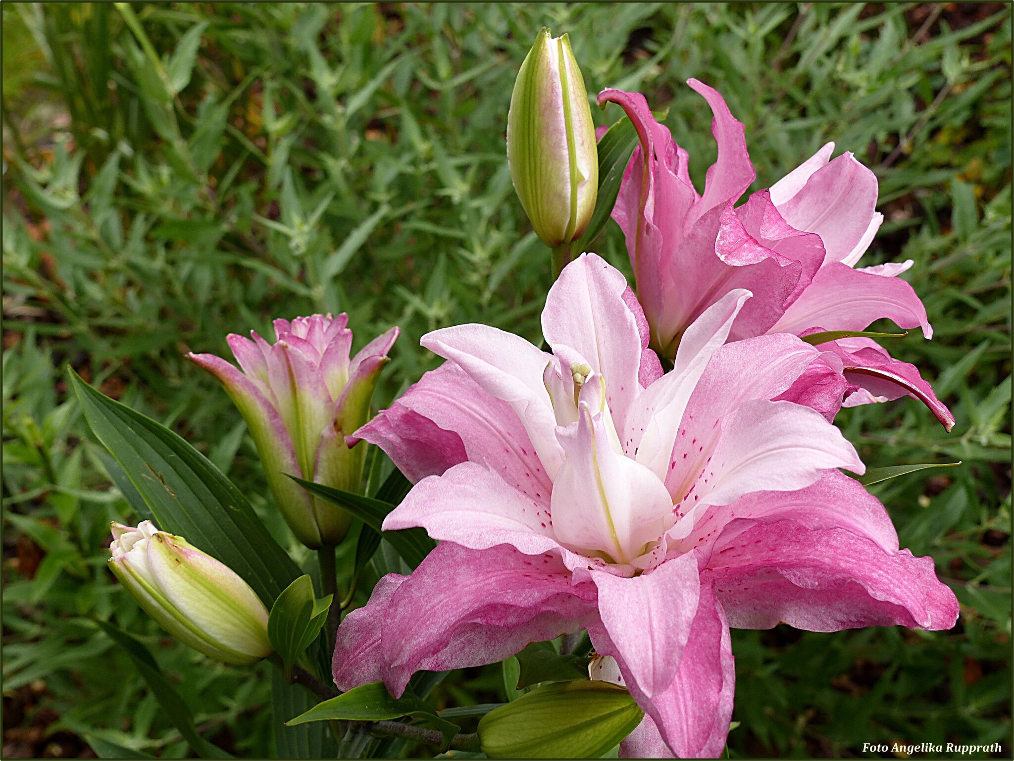 Die Lilien blühen wieder in meinem Garten Lilienblüten Korbach