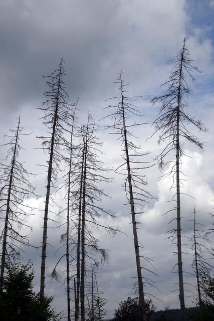 abgestorbene Fichten auf dem Weg von der Schutzhütte zu den Falkenklippen | Foto: Gerd Horenburg