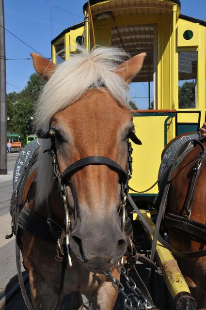 Tag der offenen Tür Ende August 2008 bei der Üstra | Foto: Jens Schade