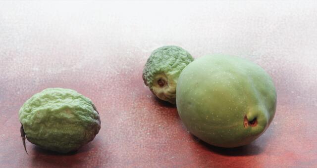 Getrocknete Zierquitten (Chaenomeles japonica) und Quitte (Cydonia oblonga)