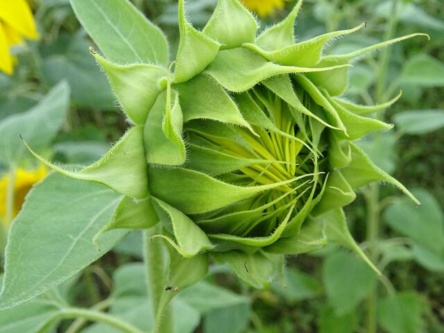 pp | Foto: Peter Pannicke