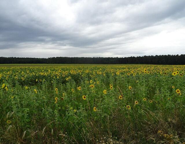 pp | Foto: Peter Pannicke