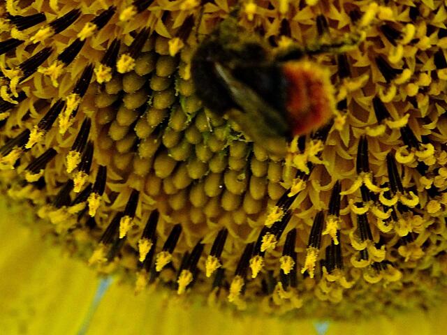 pp | Foto: Peter Pannicke