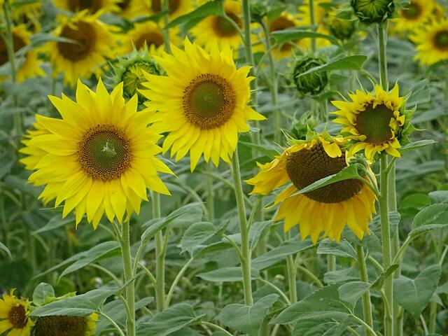 pp | Foto: Peter Pannicke