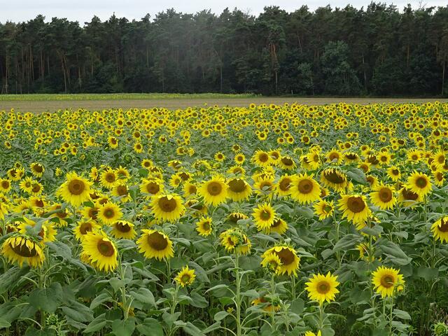 pp | Foto: Peter Pannicke