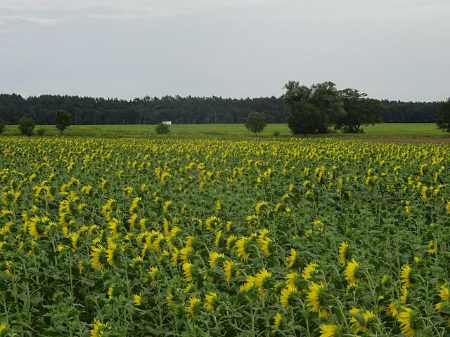 pp | Foto: Peter Pannicke