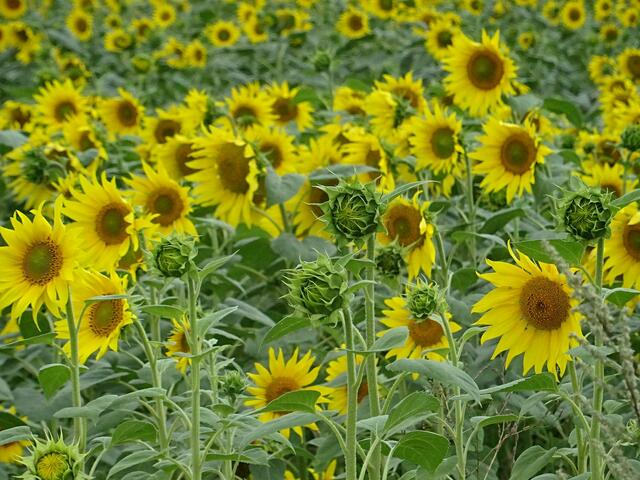 pp | Foto: Peter Pannicke