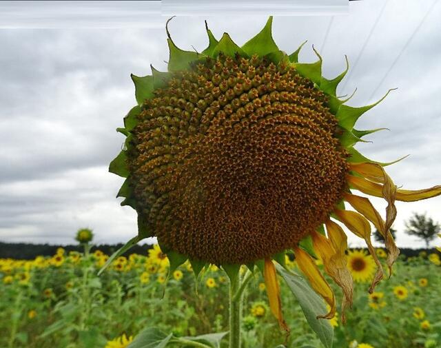 pp | Foto: Peter Pannicke