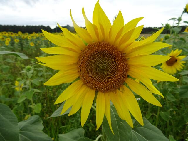 pp | Foto: Peter Pannicke