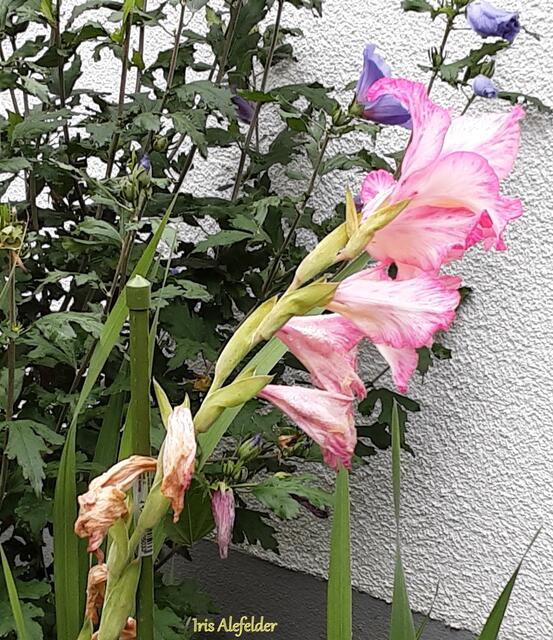 Foto: Iris  Alefelder