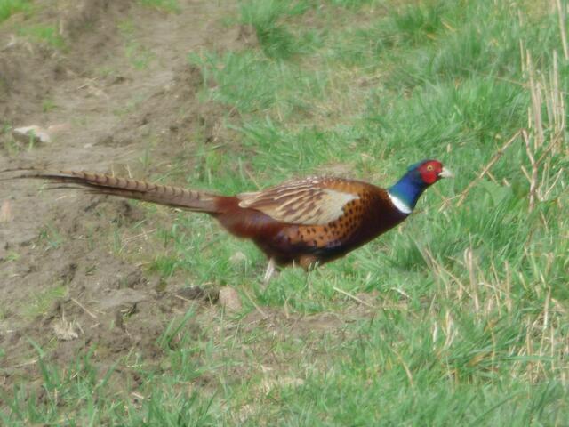 Da läuft ein Rebhuhn vor meinen Füssen