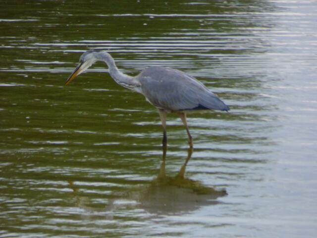 Da gibt es was zu fressen
