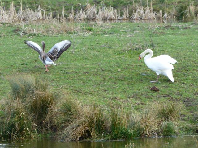 Der Schwan jagt die Graugans
