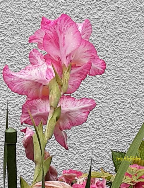 Foto: Iris  Alefelder