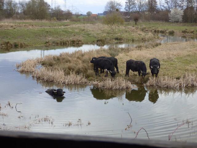 Plattform 1 und die Wasserbüffel sind da