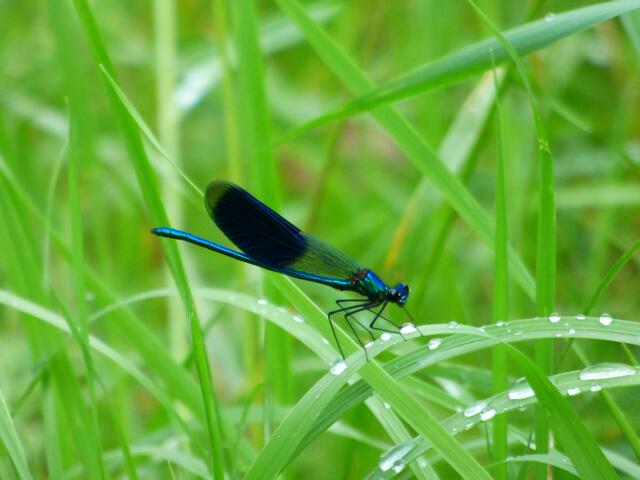 Noch was blaues. Die Blauflügel-Prachtlibelle.