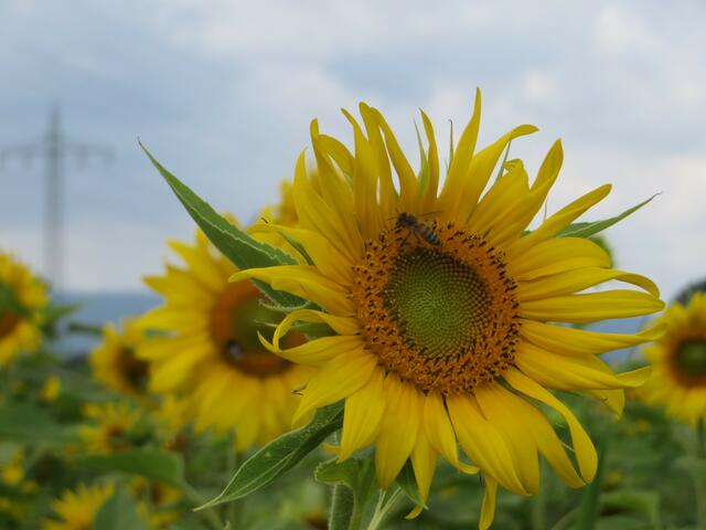 Die Bienen lieben die Sonnenblumen