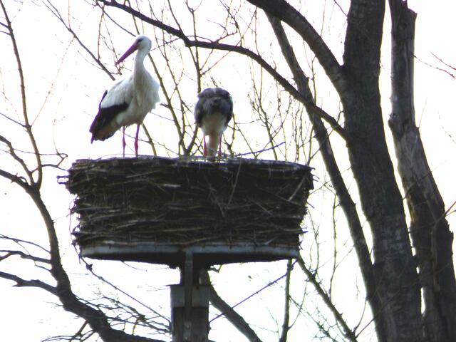 Die Weißstörche haben das Nest besetzt