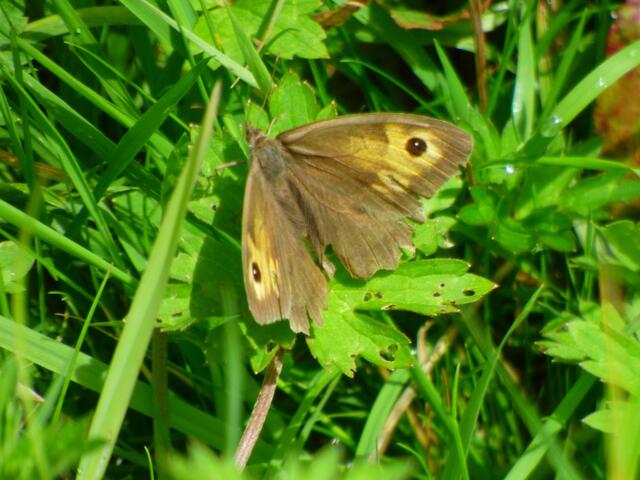 Das große Ochsenauge