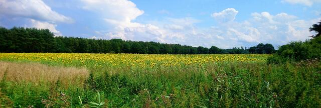Ein Sonnenblumenfeld an der Wietze | Foto: Shima Mahi