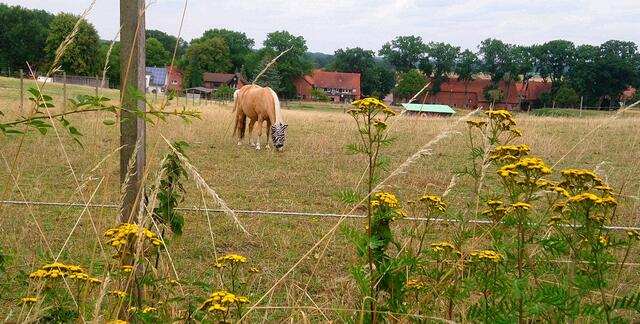 Am Brelinger Geopfad: Ein Pferd mit Zebrakopf | Foto: Shima Mahi