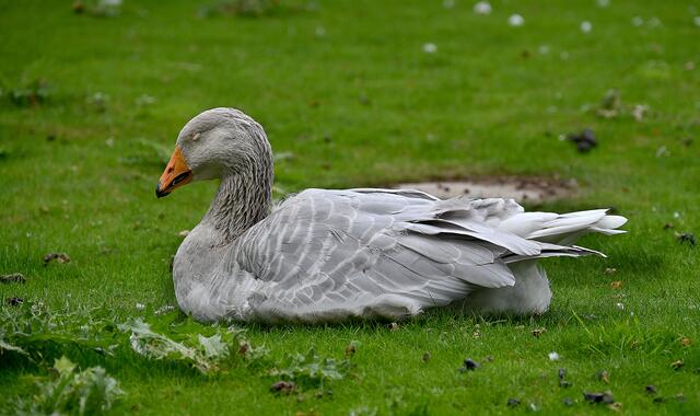 Auch Frau Gans schließt die müden Augen