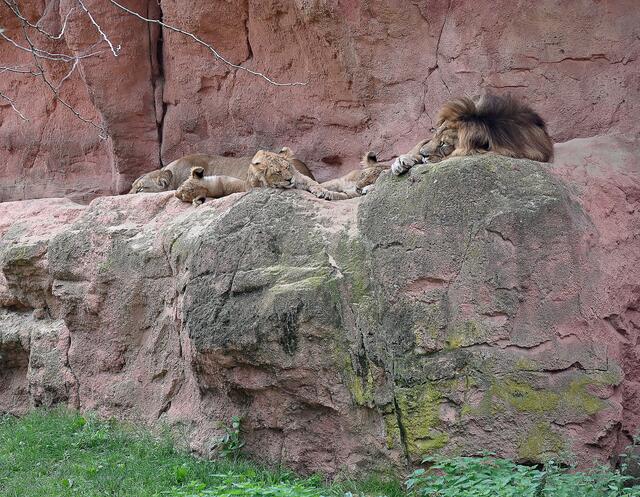 Familie Löwe macht gemeinsam Siesta
