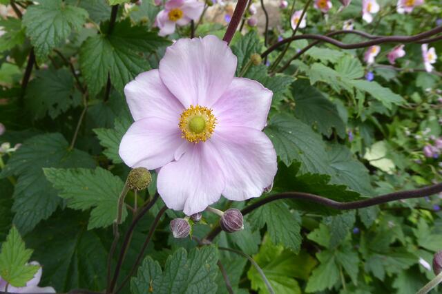 Eine weinblättrige Anemone (Eriocapitella vitifolia) im Marburger Schlosspark.