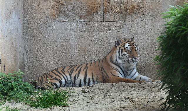 Auch Tiger müssen mal abschalten