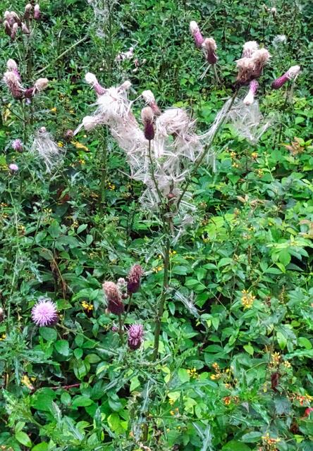Distel im Krebsbachtal