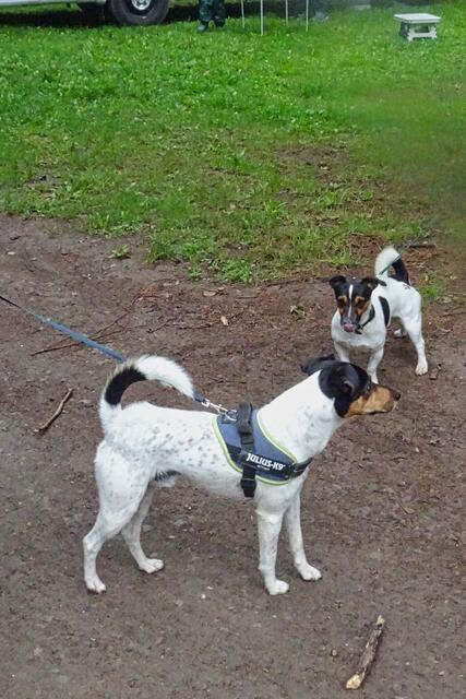 Hunde spielen  am Bremer Teich