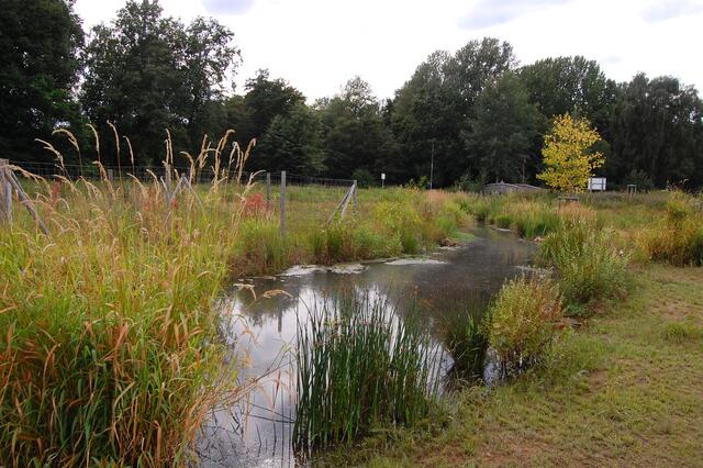 Ein Lebensraum für verschiedene Pflanzen und Tiere ist entstanden. Welche Amphibien werden sich ansiedeln oder haben es schon getan?