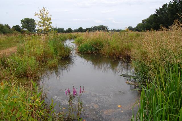 Röhricht, Binsen, Blutweiderich und andere wasserliebende Pflanzen bieten einen schönen Anblick.