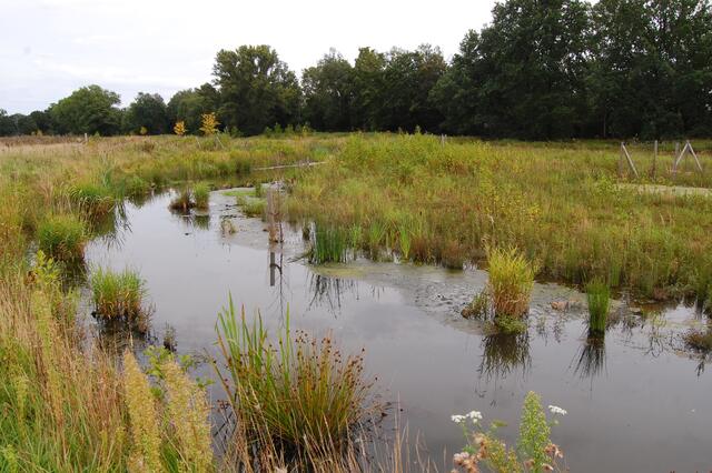 Zusätzlich sind im Bachlauf Hindernisse eingebaut, um unterschiedliche Fließgeschwindigkeiten zu erreichen, was den Fischen, die auch ruhiges Wasser benötigen, zugute kommt.